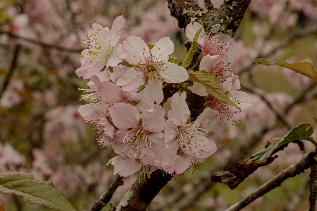 Autumnalis Higan Cherry – 1 Live Flowering Tree, 3-Gallon Size – Prunus × subhirtella ‘Autumnalis’