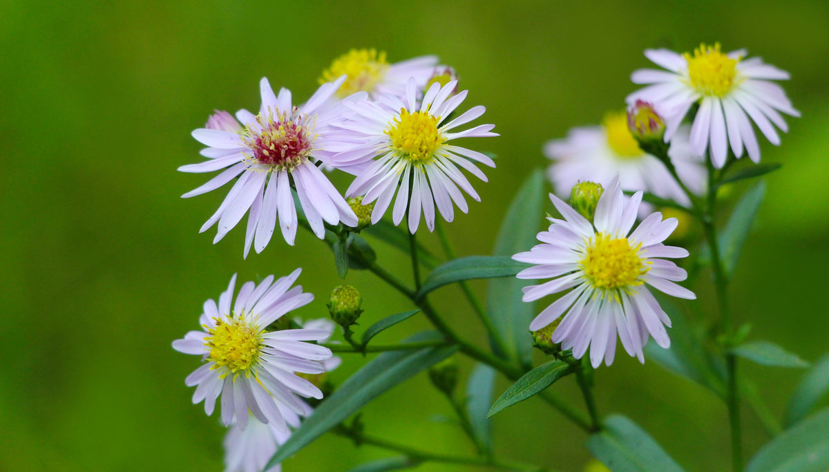 Snowbank Boltonia – 1 Live Flowering Perennial, 1-Gallon Size – Boltonia asteroides ‘Snowbank’
