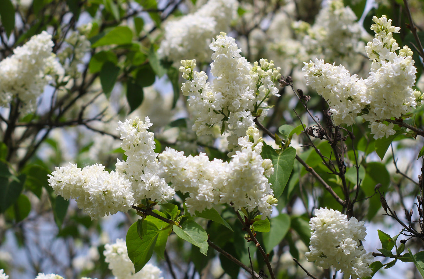 Betsy Ross Lilac Live Plant – White Lilac in 3.5-Inch Pot (Syringa vulgaris 'Betsy Ross')