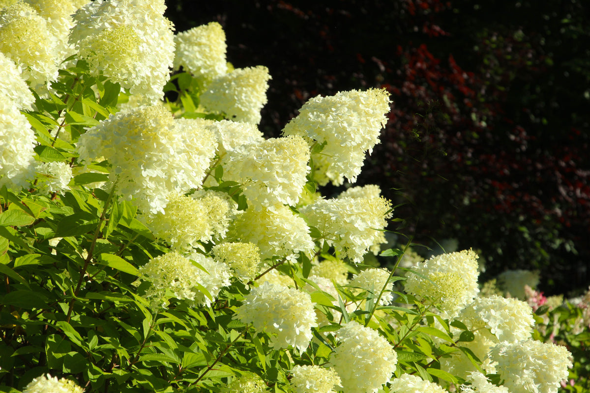 Little Lime Panicle Hydrangea 1 Live Flowering Shrub, 3 Gallon Pot – Hydrangea paniculata ‘Jane’
