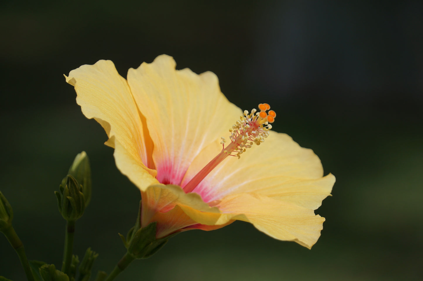 Madagascar Hibiscus Starter Live Plant – Hibiscus moscheutos – Rooted Perennial