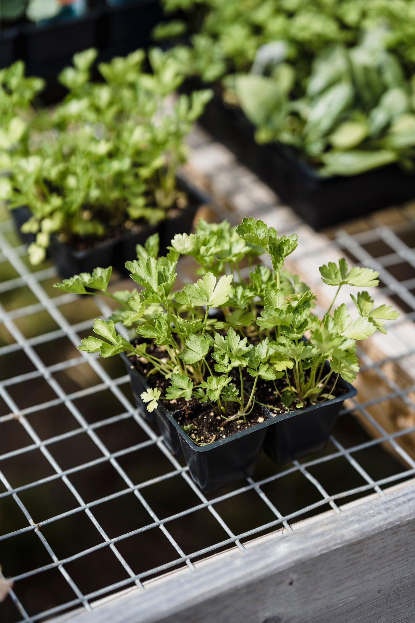 Italian Parsley Live Plants 2 Starter Herb Plants Petroselinum crispum Flat Leaf Parsley Garden Herb Ready to Grow