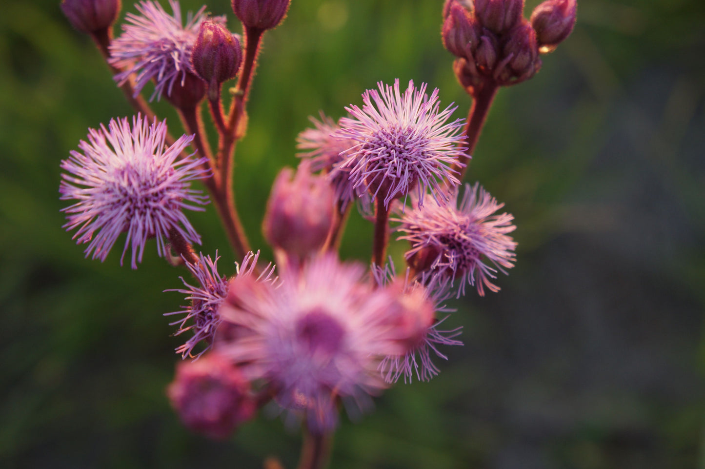 3 Live Ironweed Flowering Plants – Bare Root Perennial Pollinator Plants – Vernonia spp.