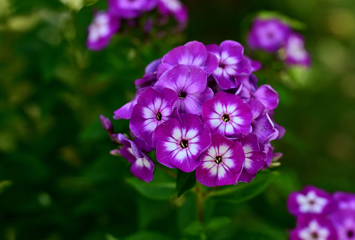 Grape Lollipop™ Garden Phlox 1 Live Perennial – Phlox paniculata ‘Ditomsur’ – 1 Gallon Pot
