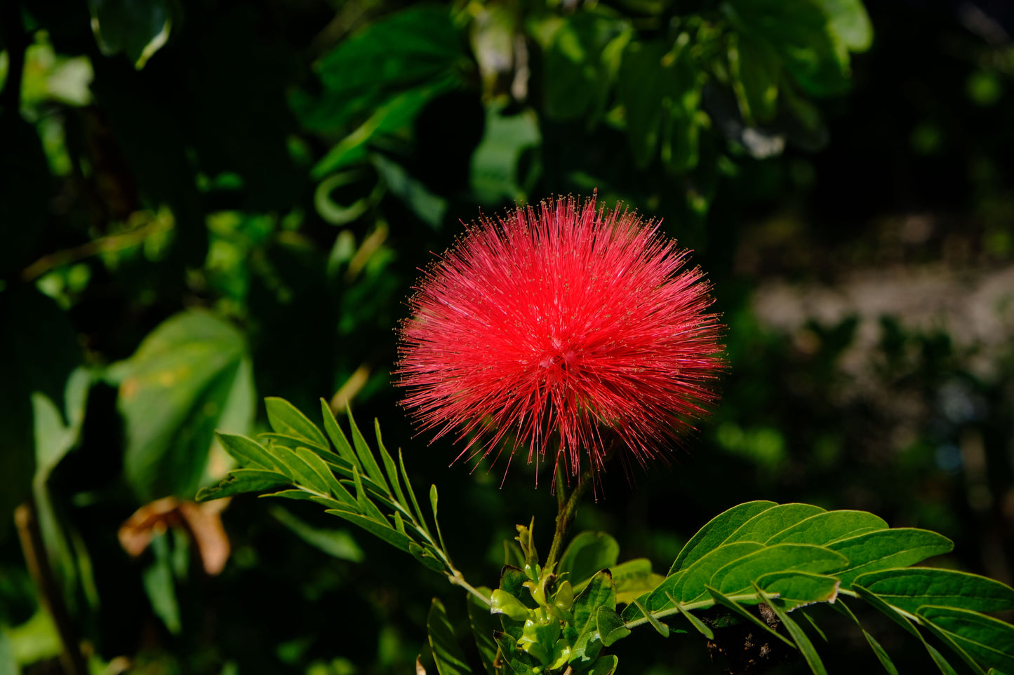 Red Dwarf Powder Puff Live Starter Plant – Calliandra haematocephala