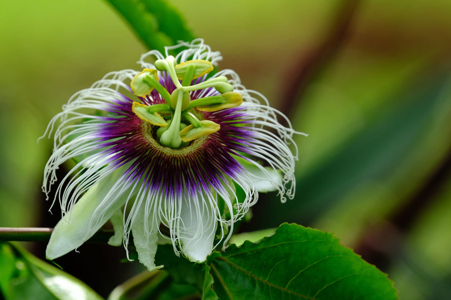 Maypop Passion Flower Vine Live Plants Set of 2 Passiflora Incarnata Purple Lavender Blooming Vine Bare Root