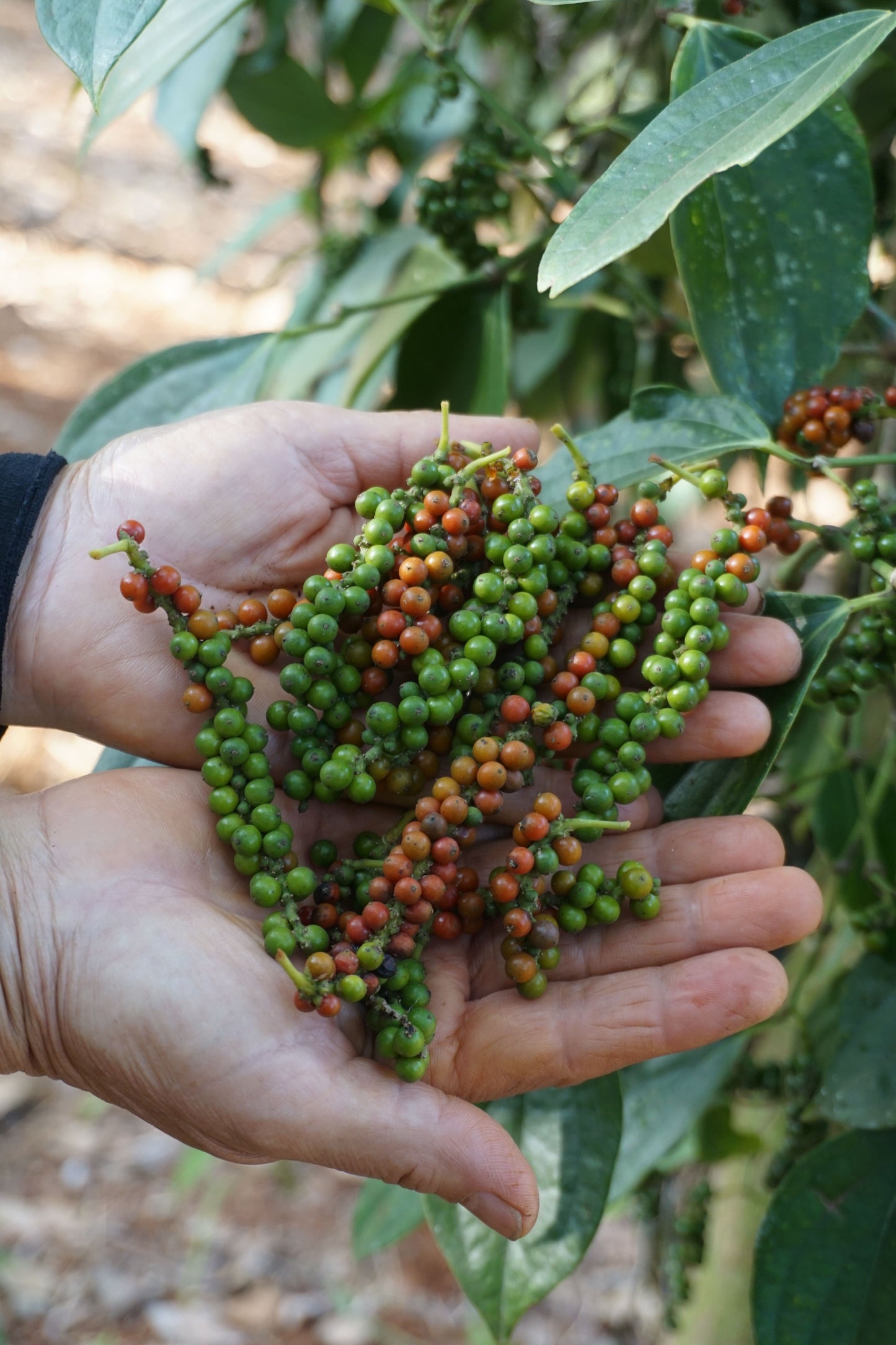Black Pepper Live Starter Plant – Piper nigrum – Well Rooted Plant in Container