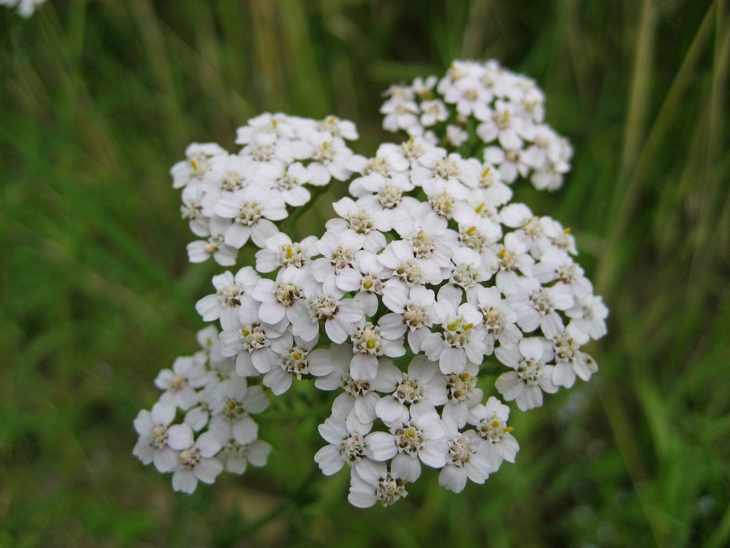 Common Yarrow 1 Seed-Grown Live Plant – 4-Inch Pot – Achillea millefolium