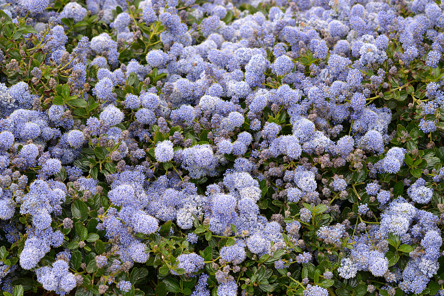 Yankee Point California Lilac 1 Live Plant – 4-Inch Pot – Ceanothus griseus var. horizontalis ‘Yankee Point’