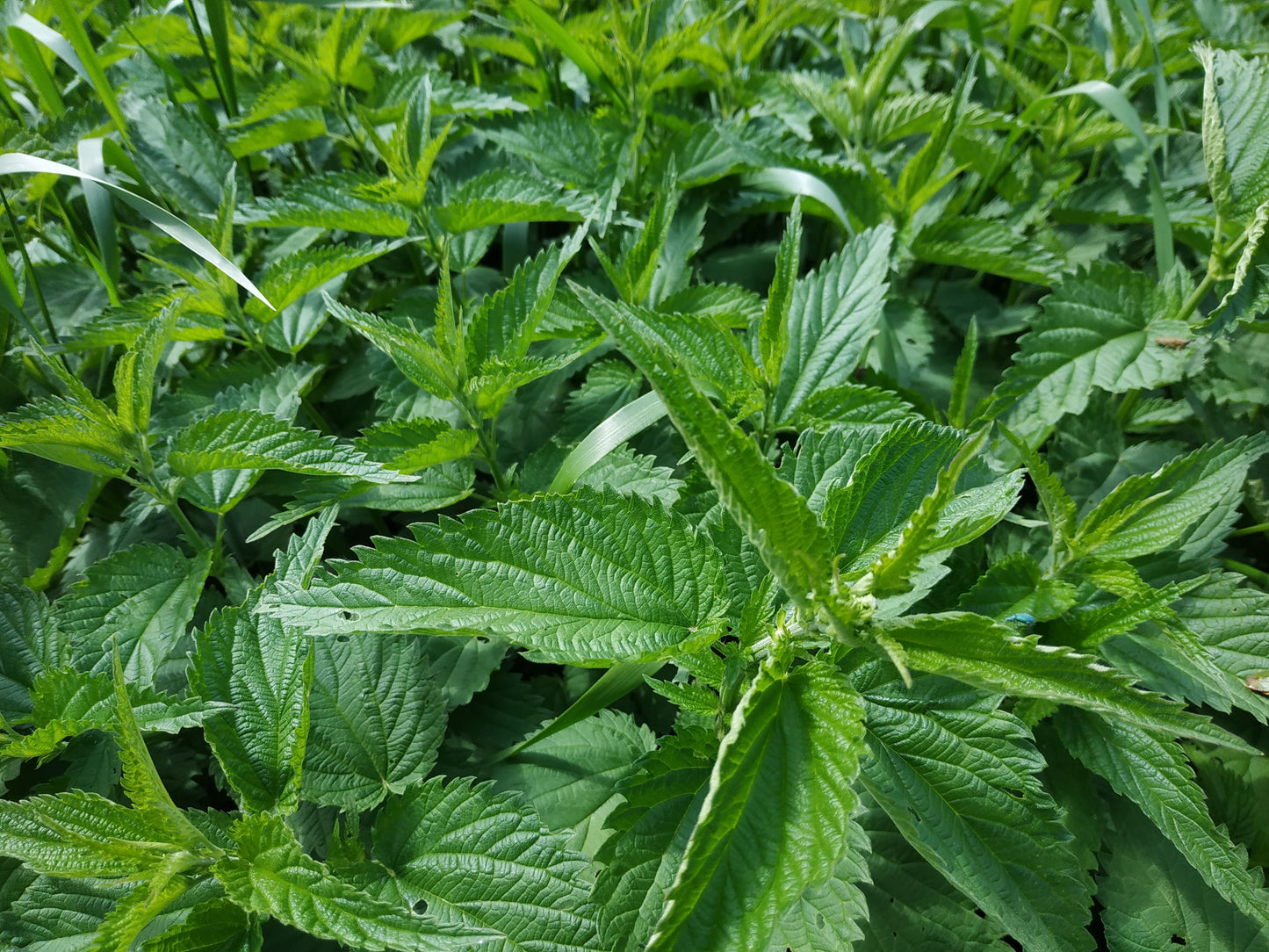 6 Live Stinging Nettle Plants – Urtica dioica Organic Perennial Herb