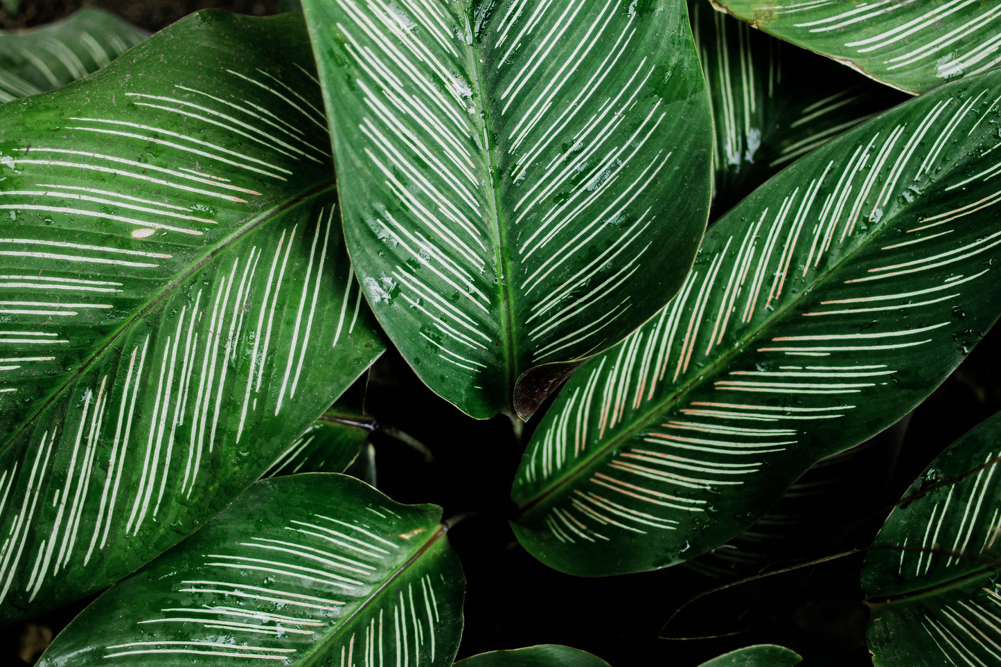 Calathea Beauty Star Prayer Plant Live Houseplant in 4-Inch Pot – Goeppertia ornata 'Beauty Star'
