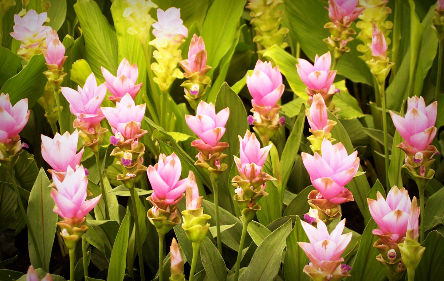 Curcuma Siam Solar Live Plant 4–6 Inches Tall – Tropical Flowering Ginger – Ships No Pot