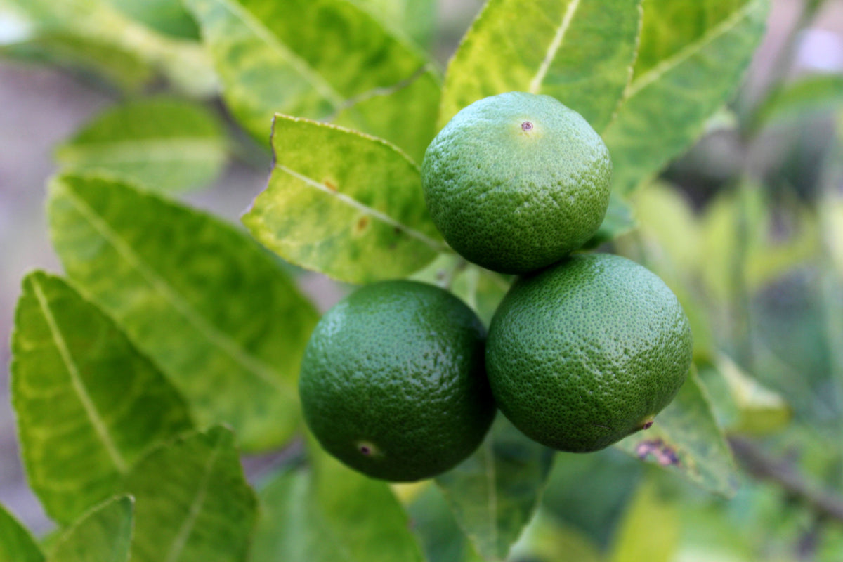 Key Lime 1 Live Citrus Shrub, 3 Gallon Pot – Citrus × aurantiifolia