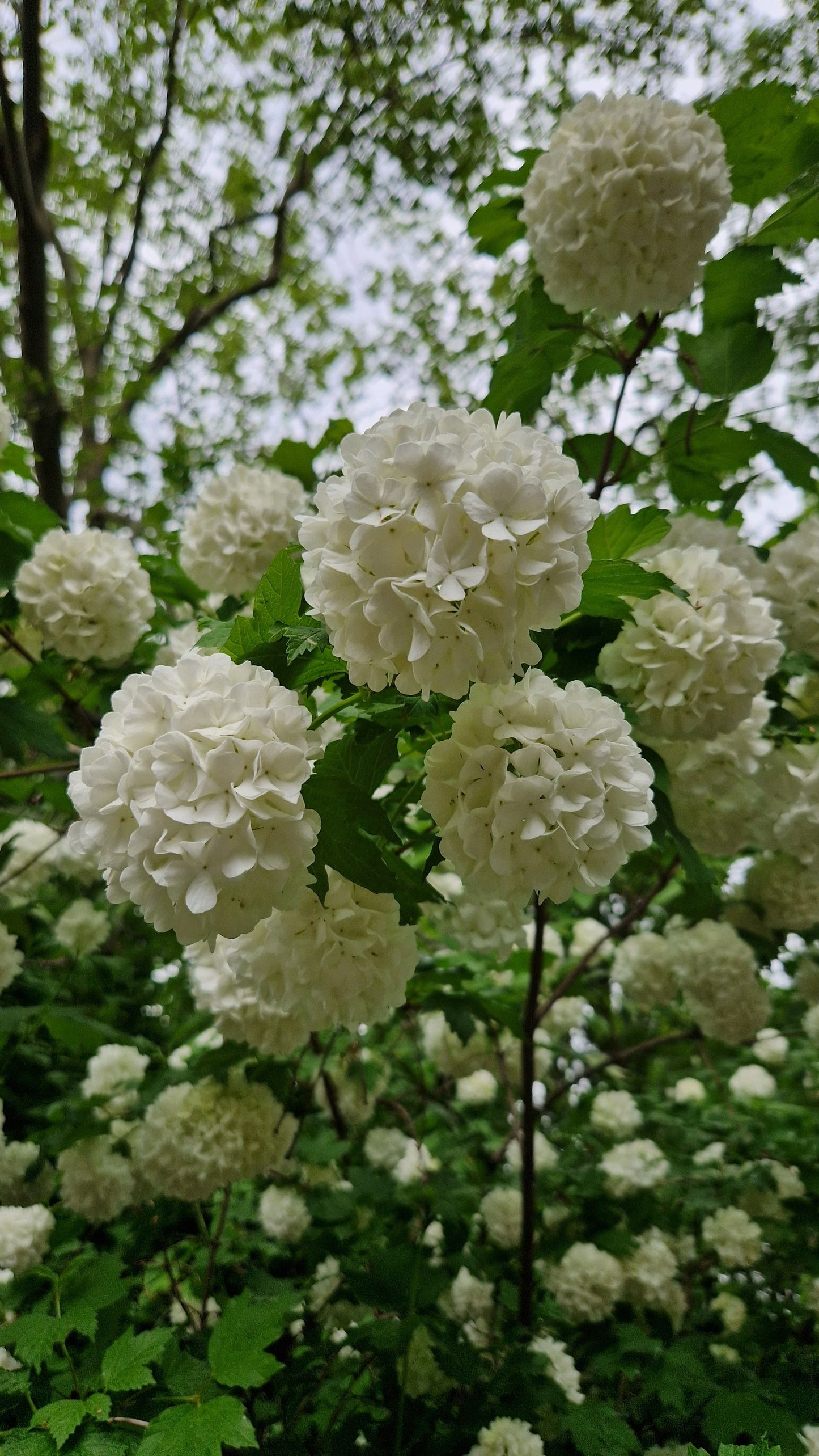 Annabelle Snowball Hydrangea Live Plants 2 Rooted Starters in 1 Qt Pots White Flowering Shrub Plant