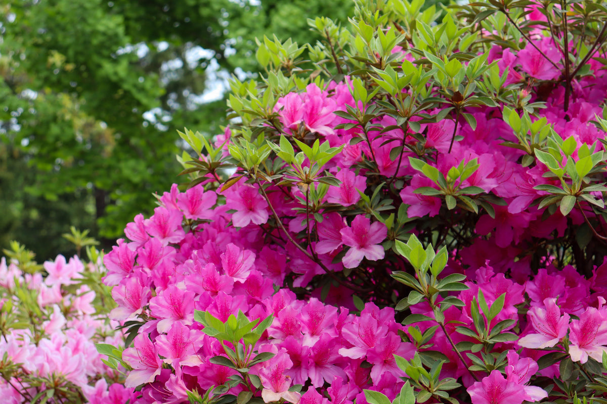 Karen Azalea 1 Live Flowering Shrub, 1 Gallon Pot – Rhododendron ‘Karen’