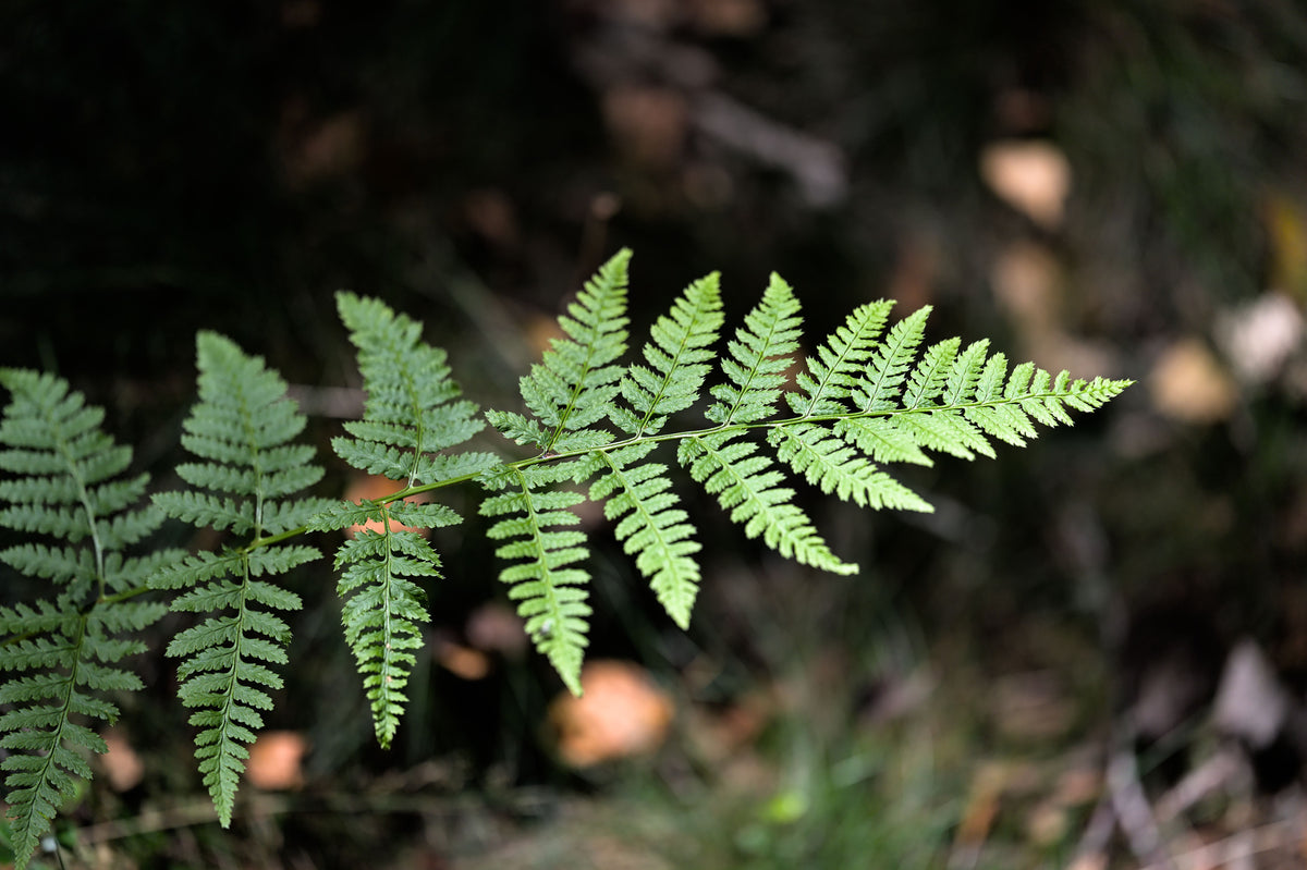 Eastern Wood Fern 1 Live Plant – Dryopteris ‘Easternwood’ – 1 Gallon Pot