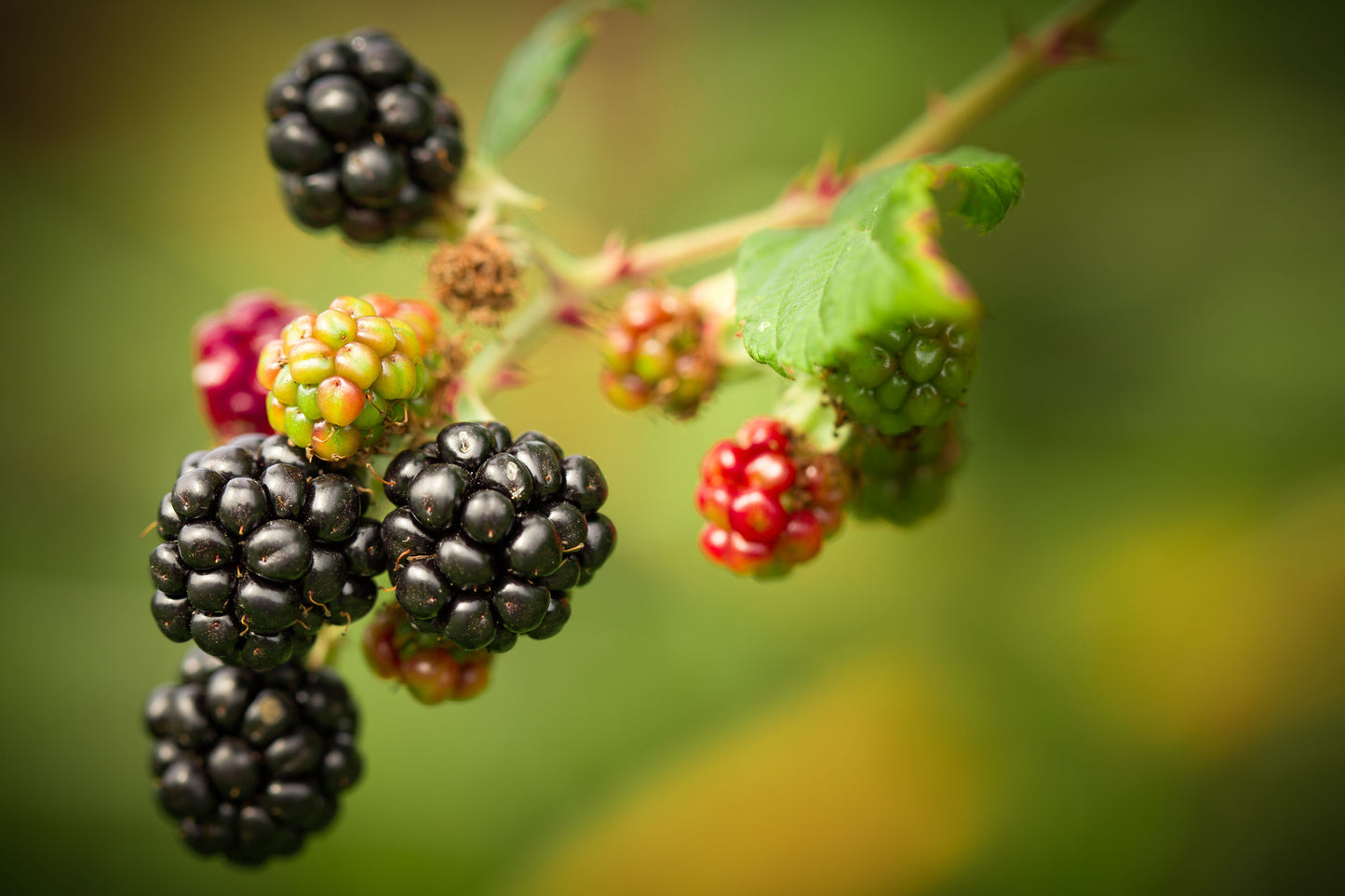Live Blackberry Plants – Rooted Rubus fruticosus Fruiting Cane Starter Plants