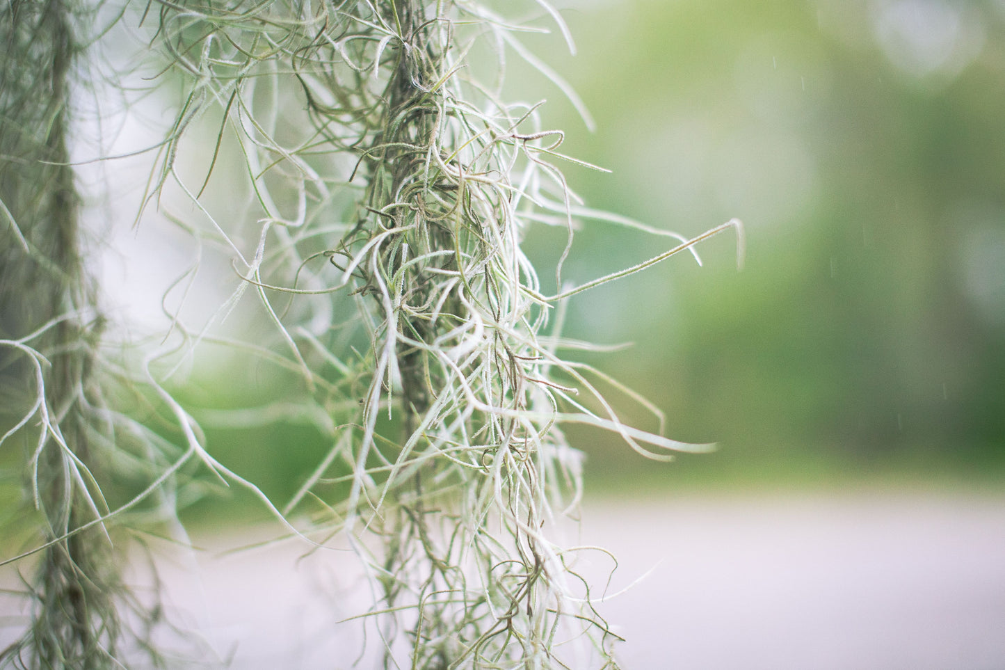 Fresh Live Spanish Moss Air Plant – 1 Gallon Size from Florida (Tillandsia usneoides)