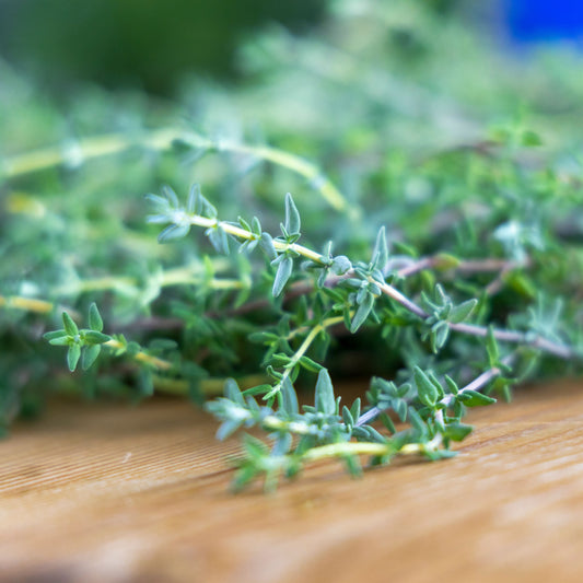 English Thyme Live Plants 3 Starter Herb Plants Thymus vulgaris Culinary Herb Garden Plant Rooted Live Herb Collection