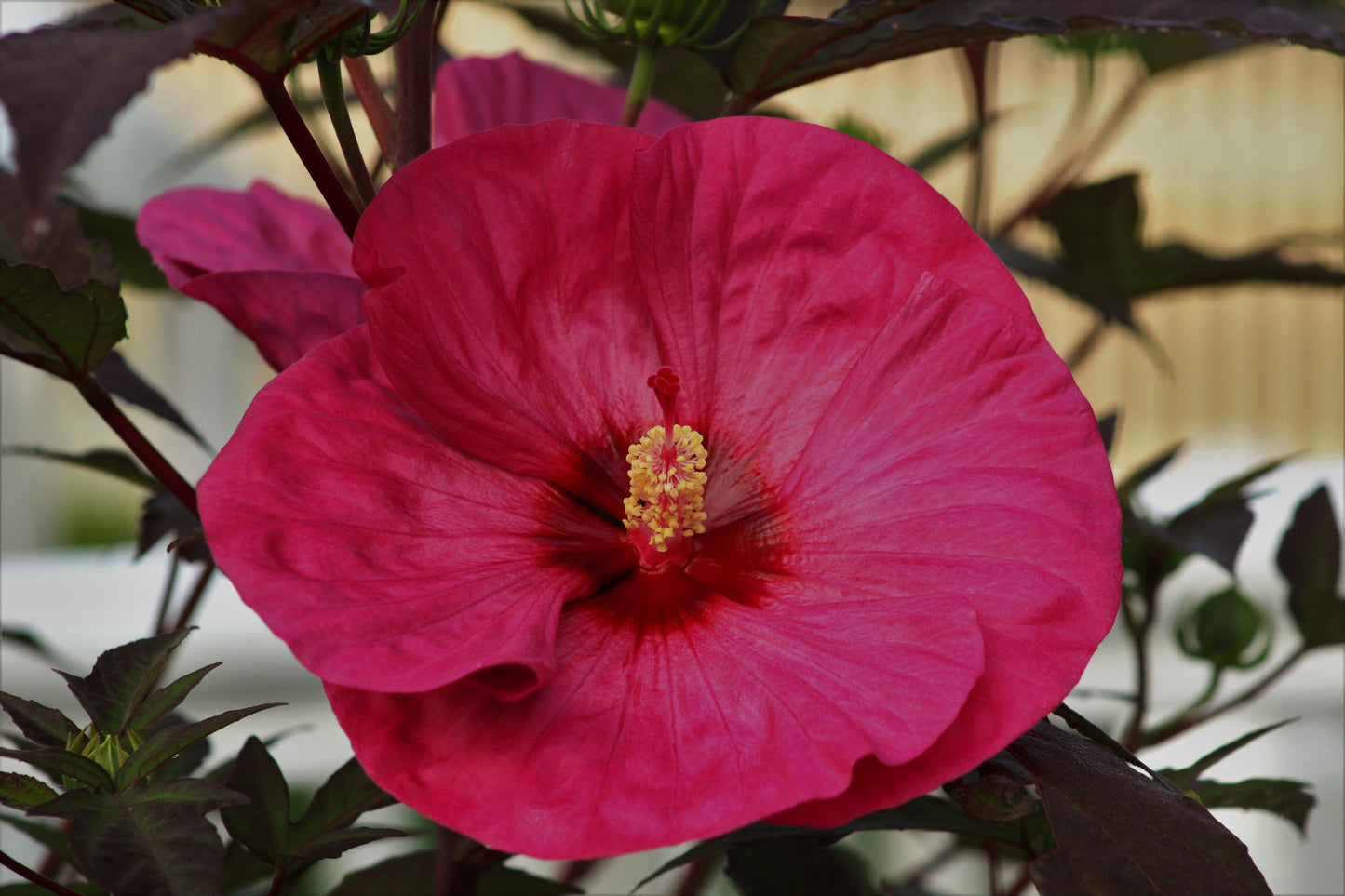 Garnet Globes Hardy Bush Hibiscus Live Plant in 2.5 Inch Pot – Hibiscus moscheutos