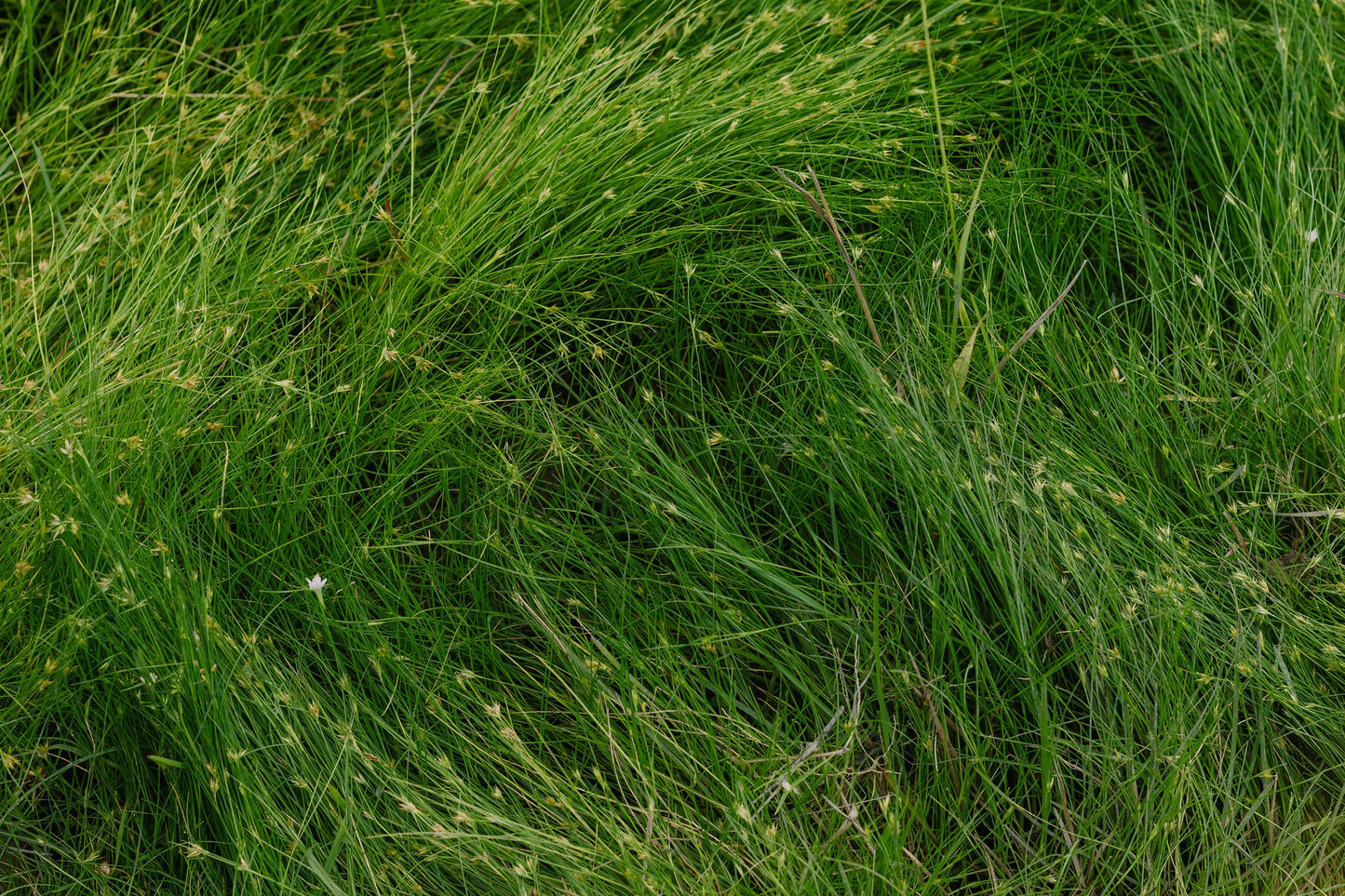 Eleocharis radicans Live Plant 2 Inch Pot – Bonsai Grass Mini Aquatic Plant