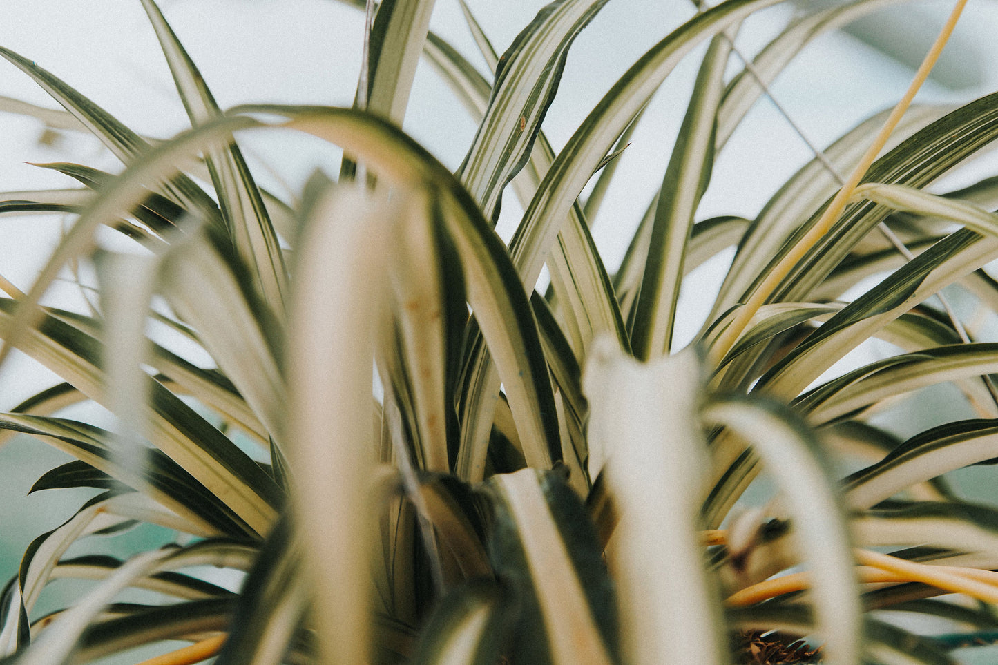 Variegated Bonnie Curly Spider Plant 2 Unrooted Cuttings – Chlorophytum comosum 'Bonnie'
