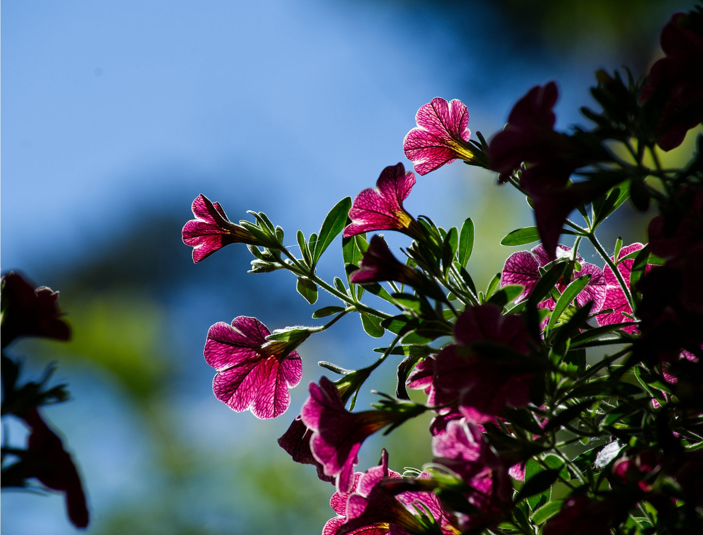 Colibri Cherry Lace Million Bells 1 Live Plant – 4-Inch Pot – Calibrachoa ‘Cherry Lace’