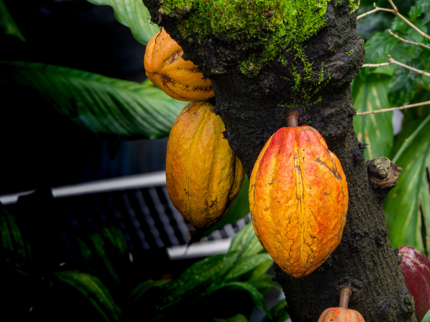 Live Cacao Tree Plant – Chocolate Tree (Theobroma cacao)