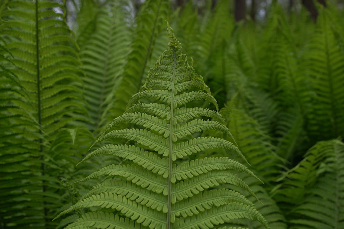 New York Fern 1 Live Plant – Parathelypteris noveboracensis – 1 Gallon Pot