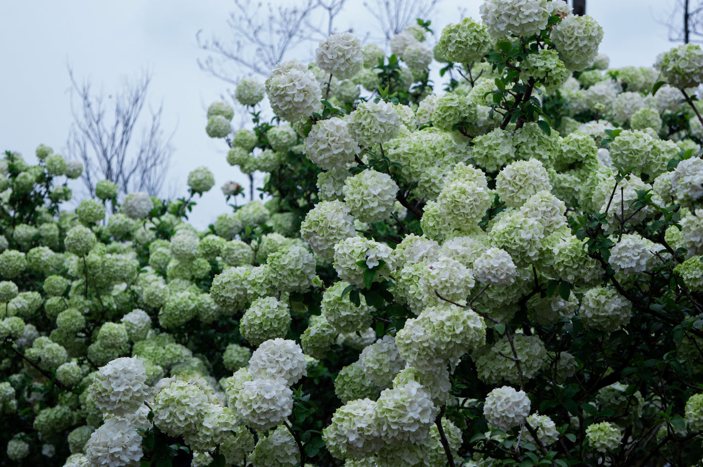 Chinese Snowball Viburnum Live Plant – 3.5 Inch Pot – White Flowering Shrub