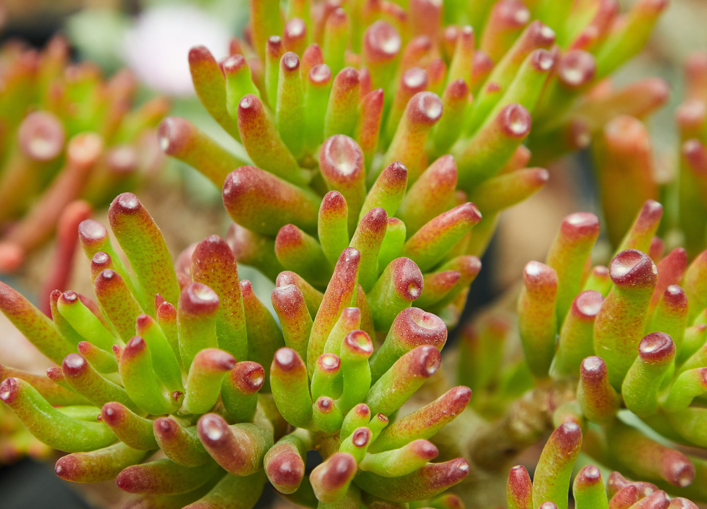 Crassula pubescens Live Succulent – Jersey Pigmyweed – 2 Inch Pot