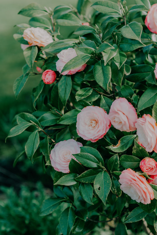 April Dawn Camellia Live Starter Plant Camellia Japonica Pink White Flower Evergreen Shrub Rooted Plant