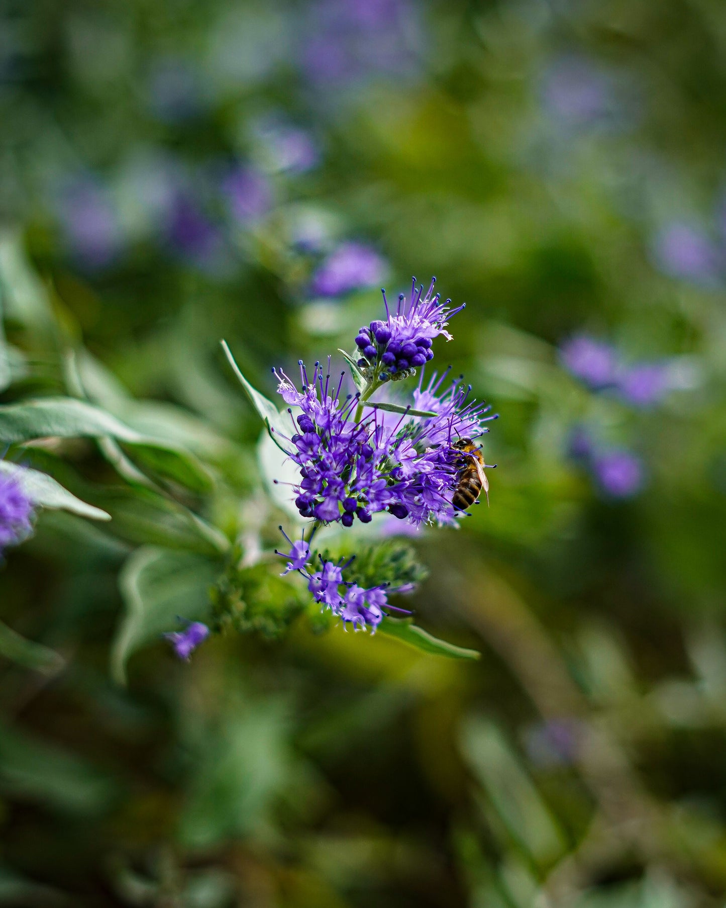 Blue Empire Caryopteris Live Plants 3 Rooted Starters 1 Qt Pots Blue Mist Shrub Bluebeard Perennial Plant