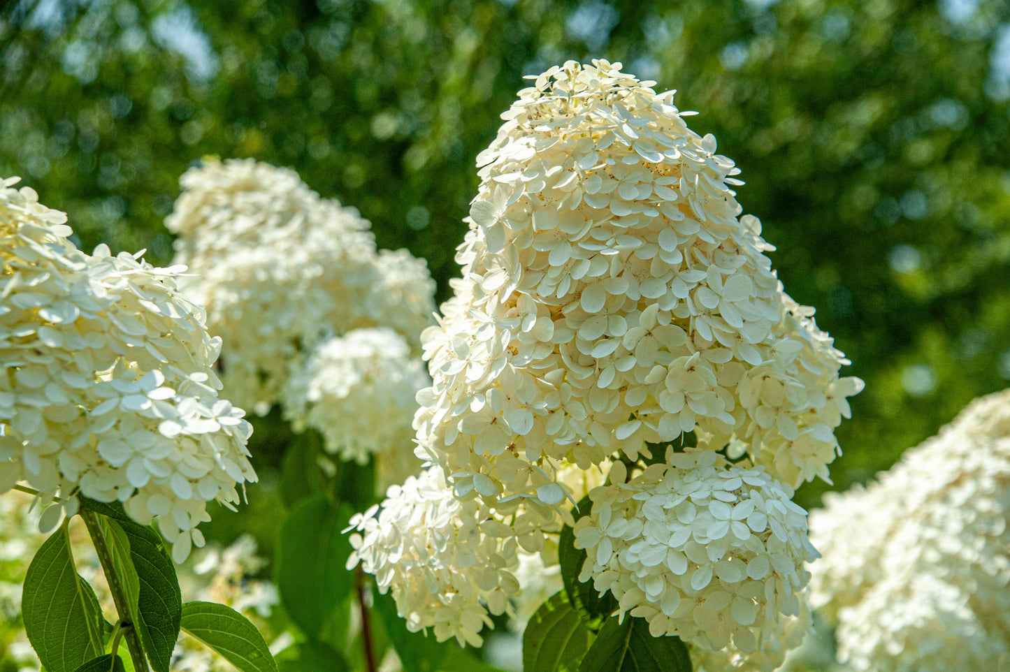 PeeGee Hydrangea Live Plants 2 Rooted Starters 1 Qt Pots Grandiflora Hydrangea White Flower Shrub