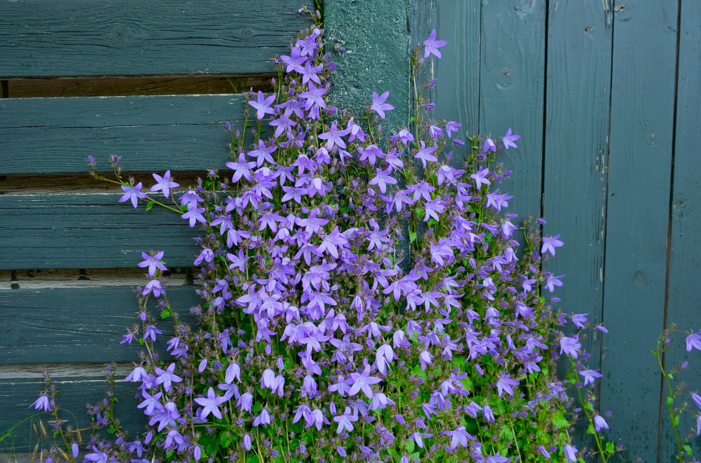 Blue Waterfall Serbian Bellflower 1 Live Plant – 4-Inch Pot – Campanula poscharskyana ‘Blue Waterfall’