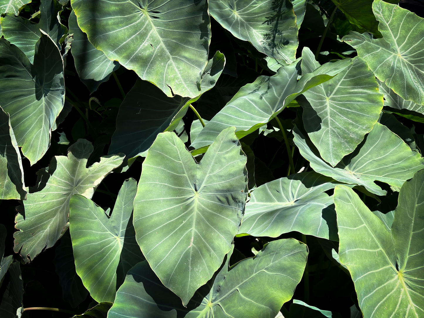 Illustris Colocasia Live Plant – 3 Inch Pot Size – Bare Root – Colocasia esculenta 'Illustris'