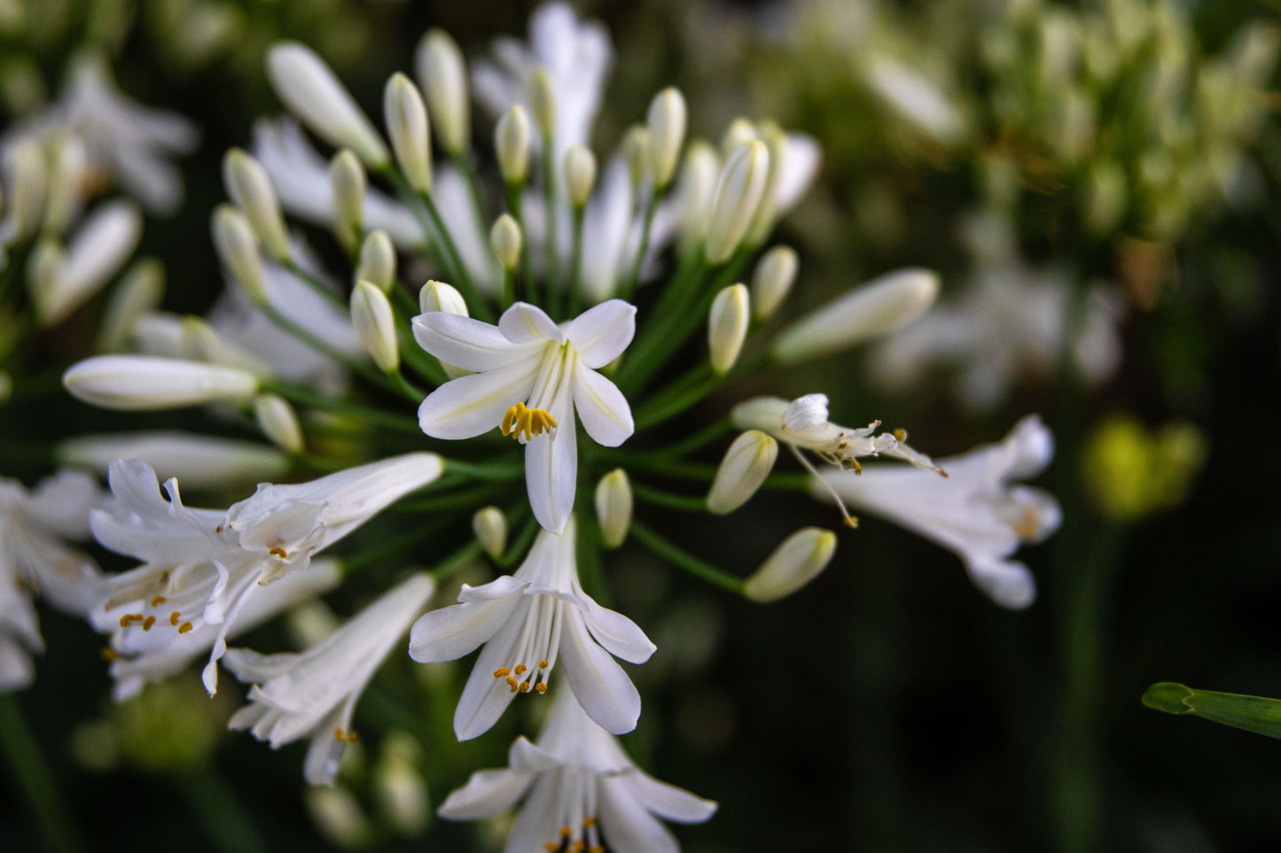 Agapanthus 'Getty White' – 3 Live 2-Inch Plants – White Lily of the Nile (Agapanthus praecox)