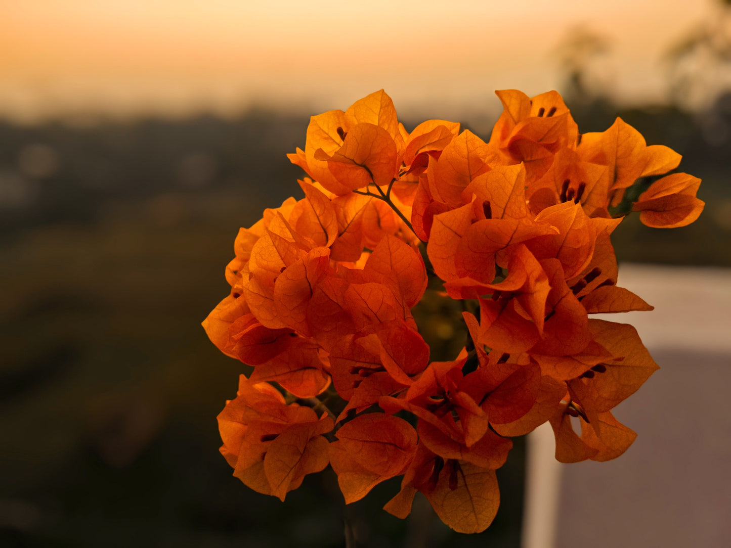 Bengal Orange Variegated Bougainvillea Live Starter Plant – Well Rooted Plug