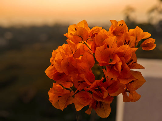 Bengal Orange Variegated Bougainvillea Live Starter Plant – Well Rooted Plug