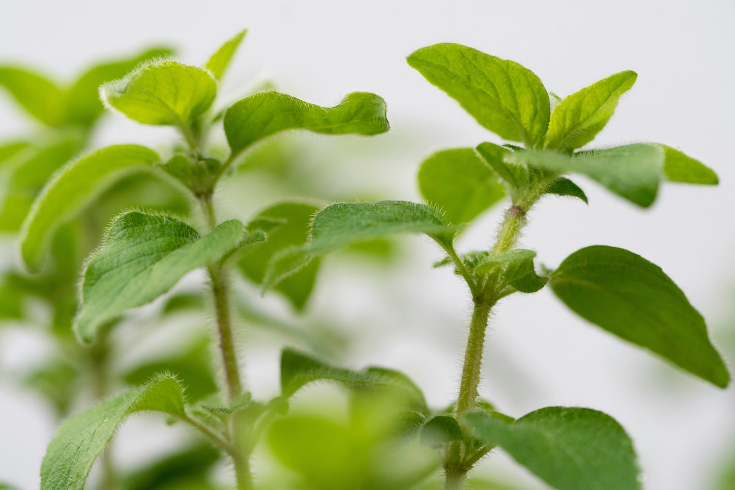 Italian Oregano Live Plant – Culinary Herb – Origanum vulgare subsp. hirtum