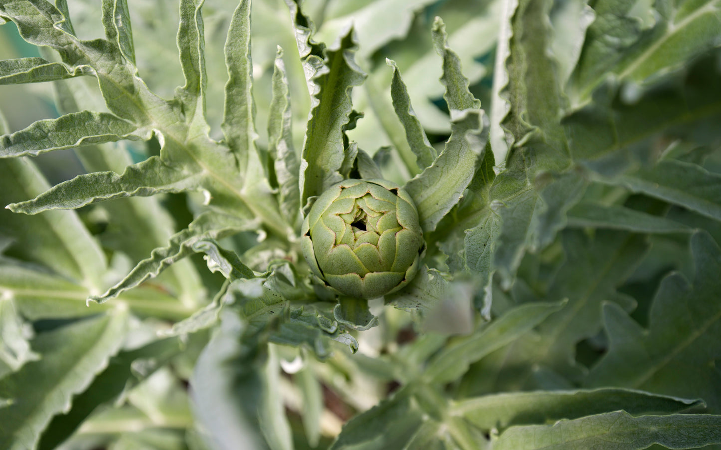 Artichoke Live Plant 4–6 Inches Tall – Cynara cardunculus var. scolymus Starter Plant