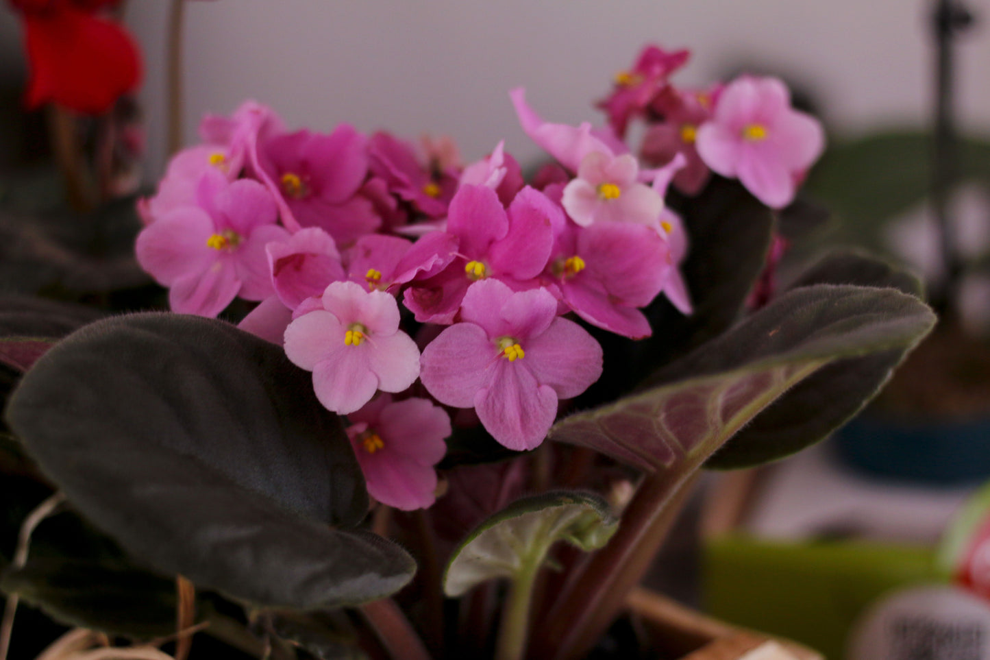 Pink African Violet Live Plant – 2 Inch Mini Pot – Saintpaulia (African Violet)