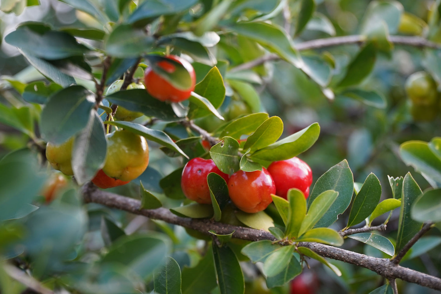 Barbados Acerola Cherry Live Plant – Malpighia emarginata – Well Established Fruit Plant