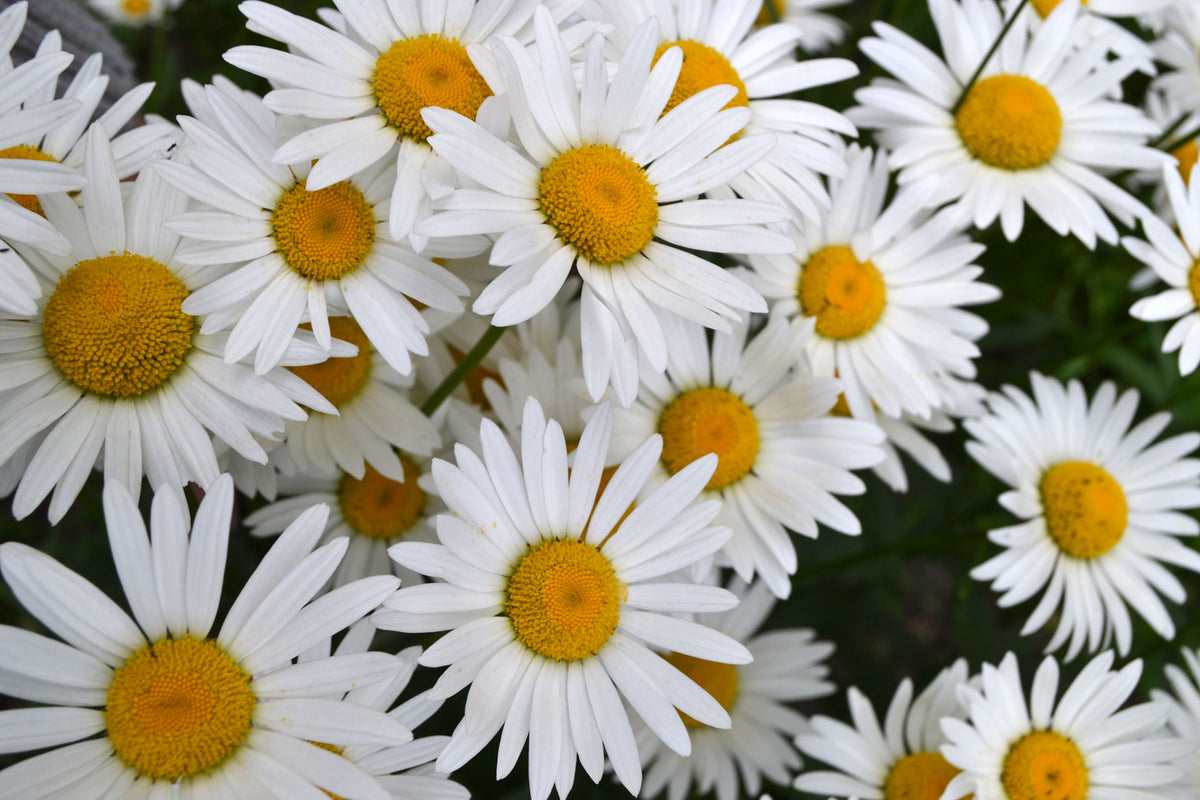 Banana Cream II Shasta Daisy 1 Live Flowering Perennial, 1 Gallon Pot – Leucanthemum × superbum
