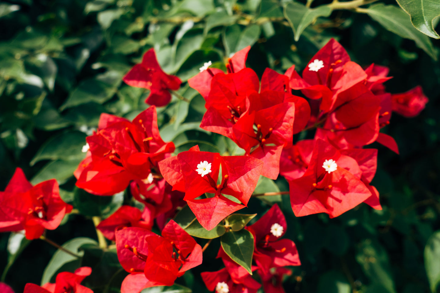 Ruby Bougainvillea Live Starter Plant – Well Rooted Plug Plant in Container