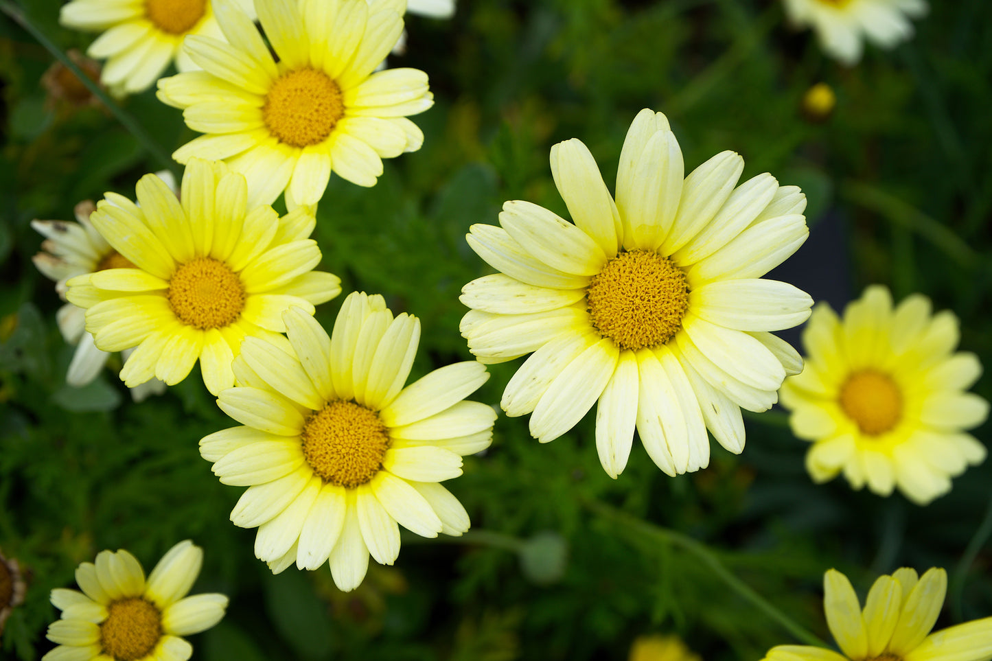 Banana Cream Daisy Live Plants – 3 Perennial Plants – Soft Creamy Yellow Blooms