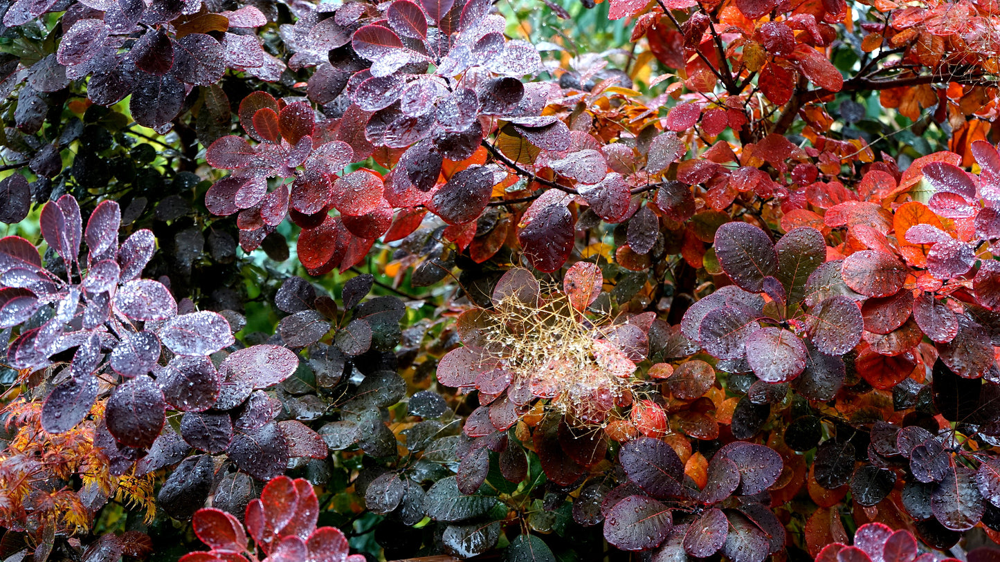 Royal Purple Smokebush Live Plant 1 Quart Grow Bag – Cotinus coggygria