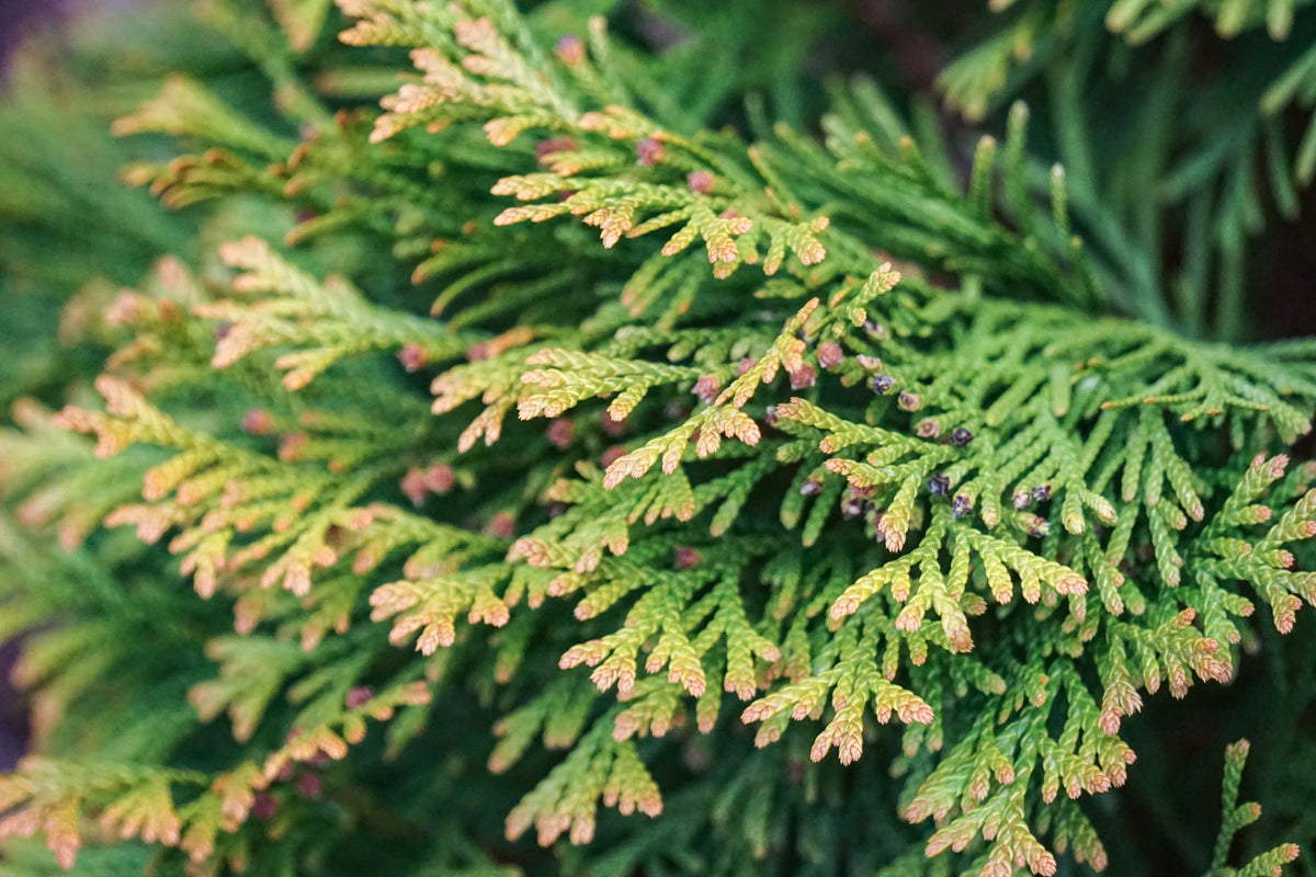 Anna’s Magic Ball Arborvitae – 1 Live Evergreen Shrub, 2-Gallon Size – Thuja occidentalis ‘Anna’s Magic Ball’
