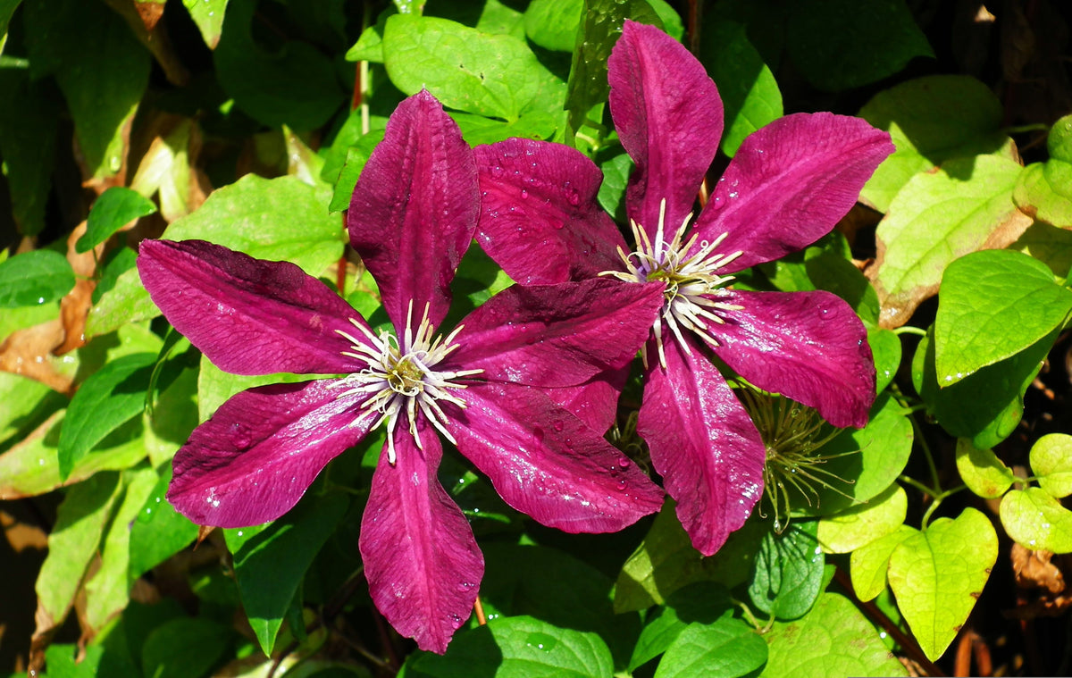 Clematis Jie™ 1 Live Plant – Clematis ‘Jie’ – 1 Gallon Pot