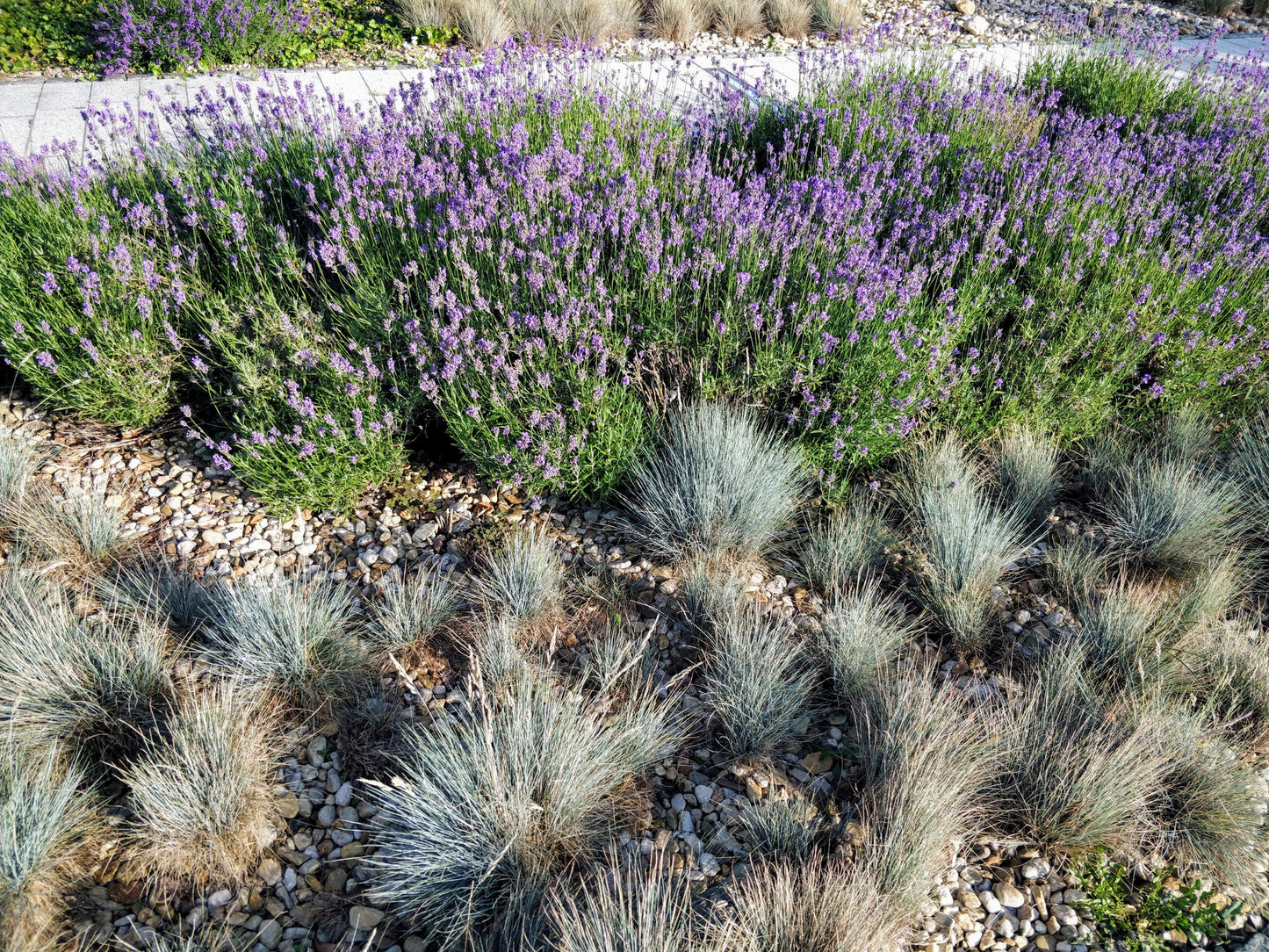 Blue Fescue 'Elijah Blue' Live Starter Plant – Festuca glauca 'Elijah Blue'